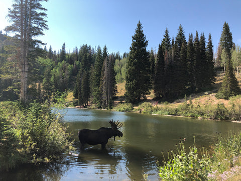 moose in lake 