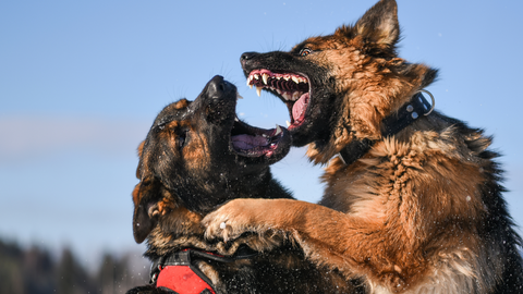 dogs biting each other looking scary 