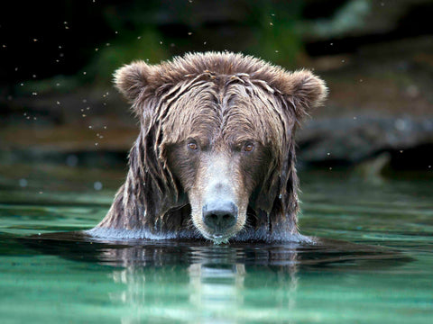 Grizzly Bear in The Great Bear Rainforest Coming Out of Water