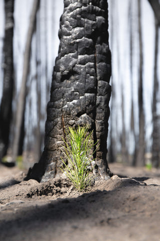 Sustainable Tree planting in Cariboo in Wildfire Area