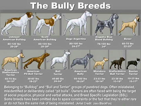 bully breeds