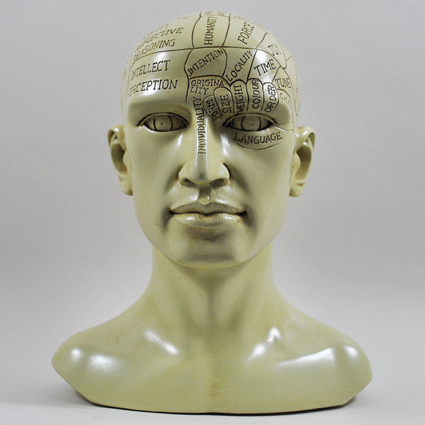 Phrenology Head Sculpture By Tina Tarrant 