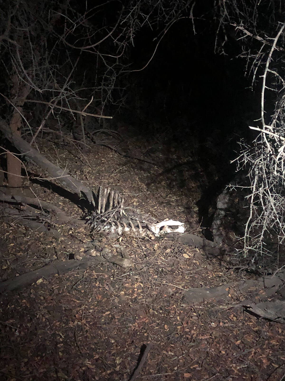 Animal bones in cave at night