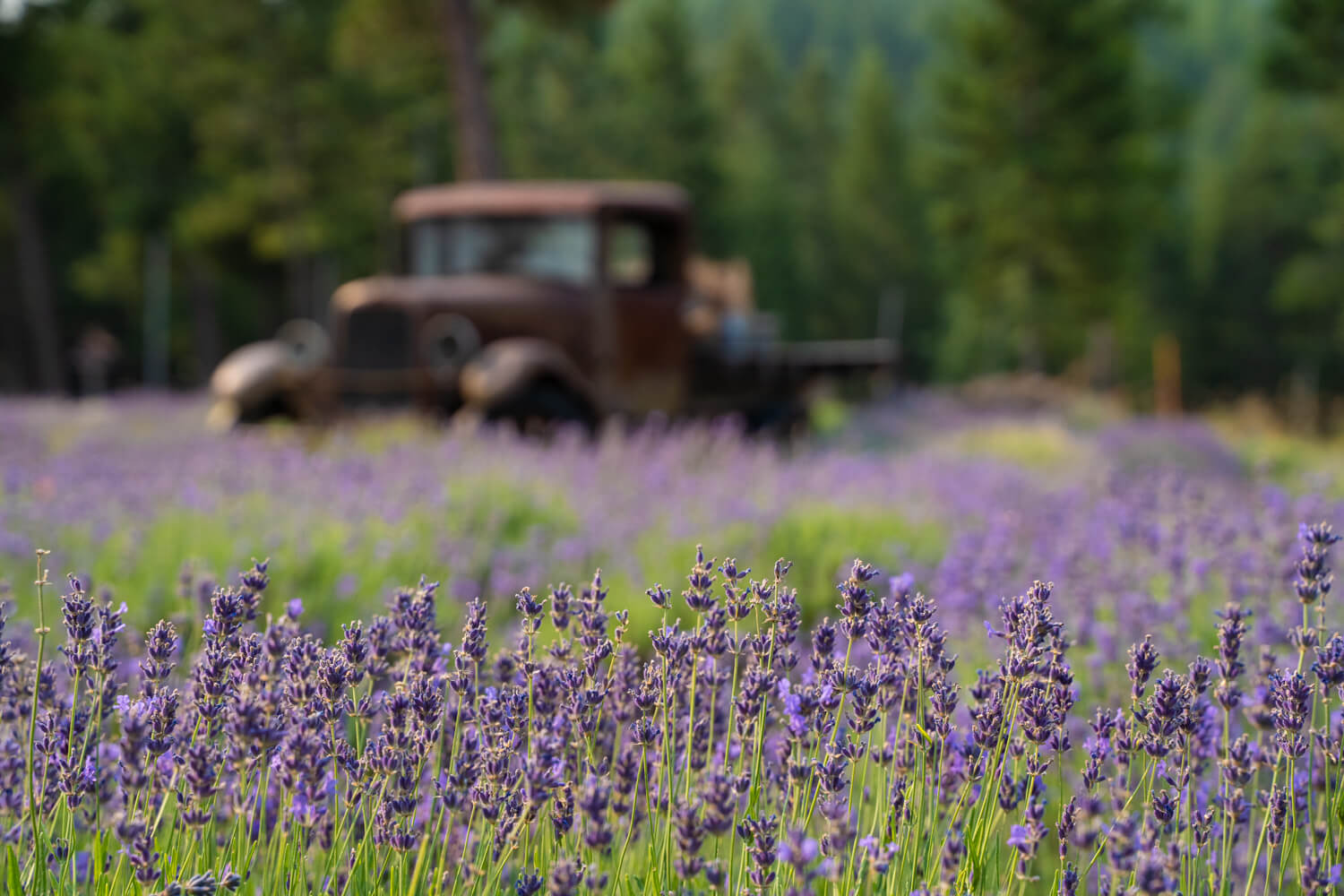 Purple Mountain Lavender Farm