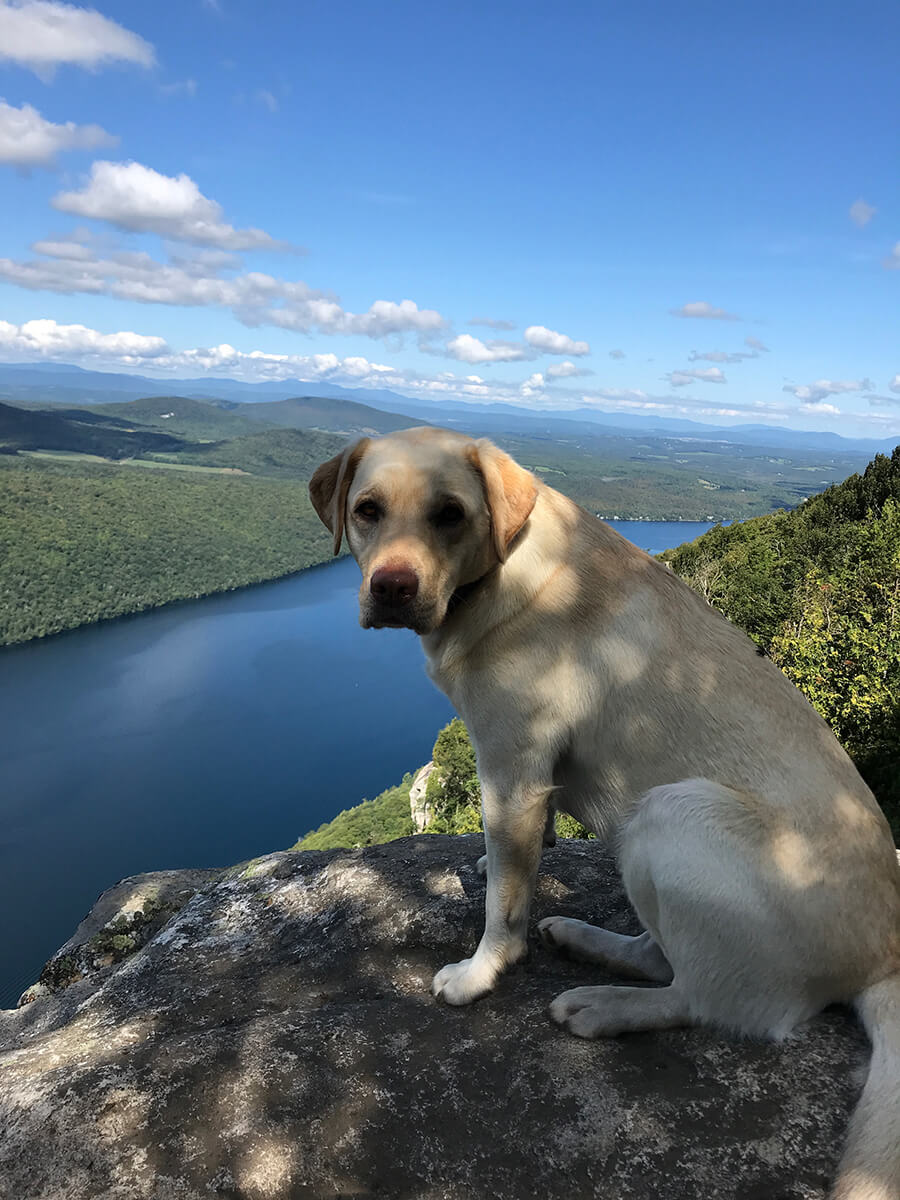 Dog sitting on ledge with view from Mount Pisgah Trail