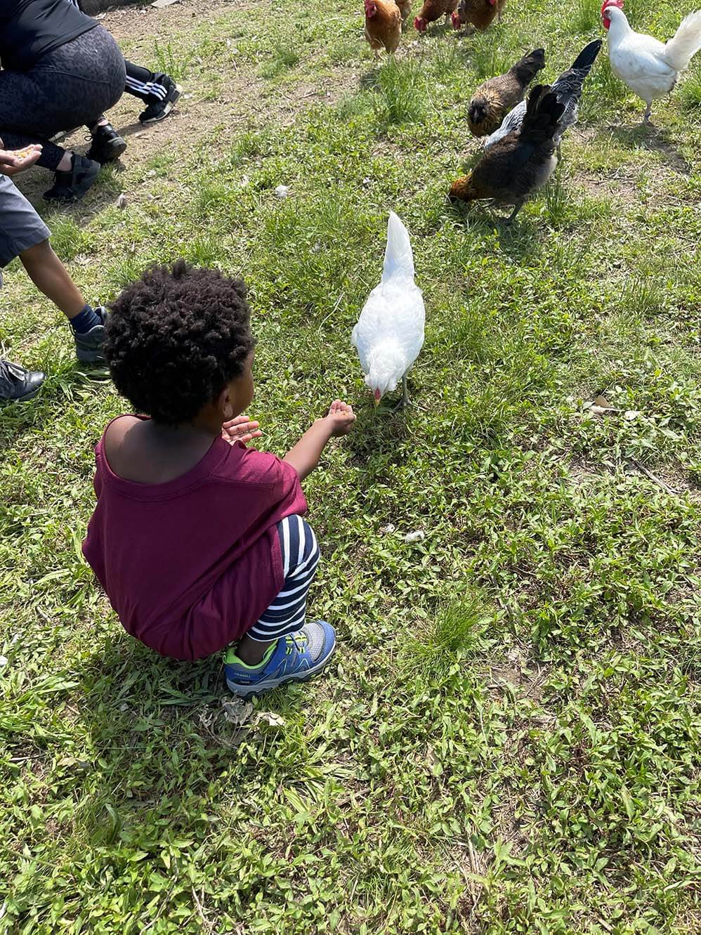 Feeding the chickens by Zenovia Stephens