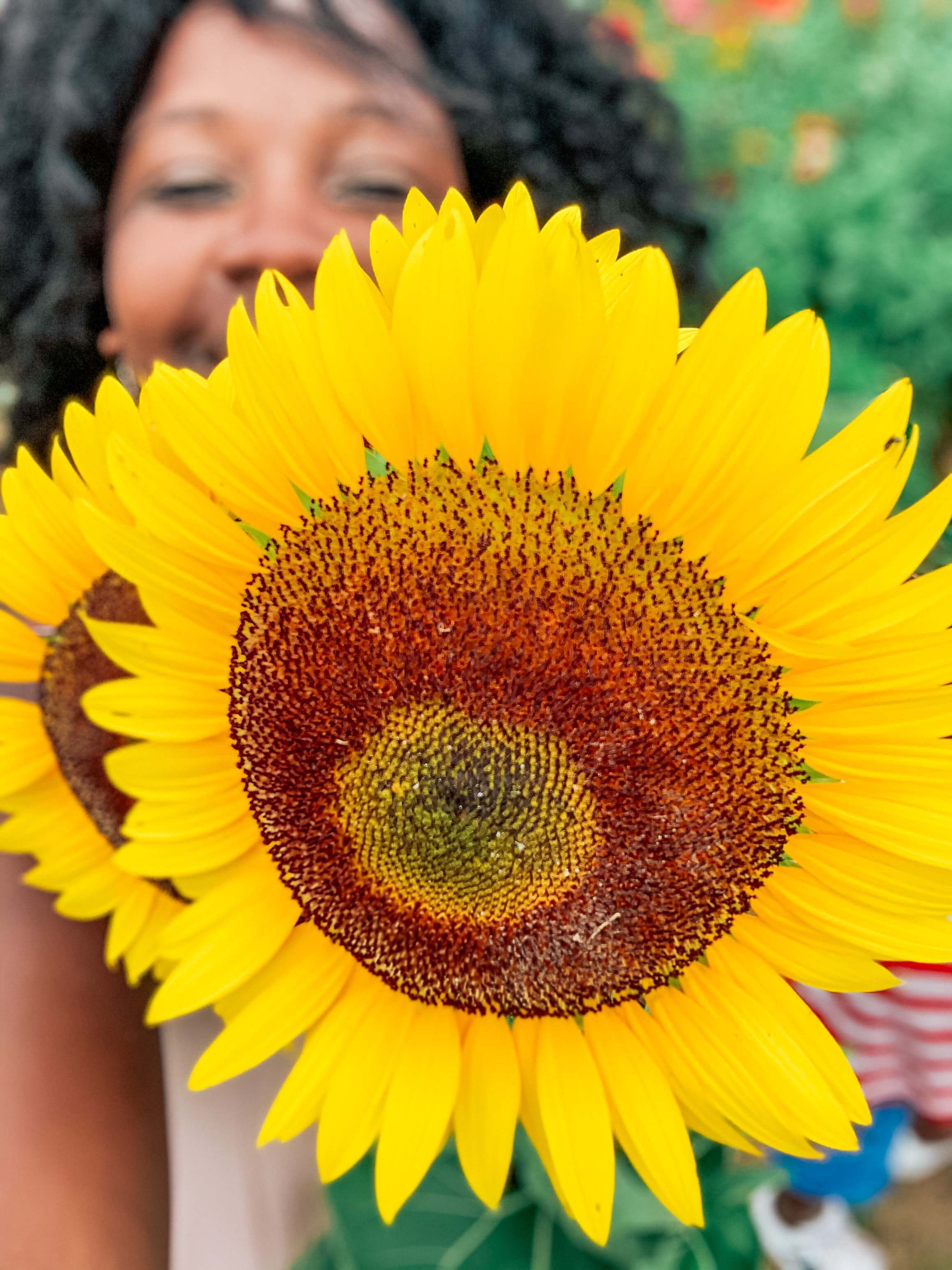 Sunflowers by Zenovia Stephens