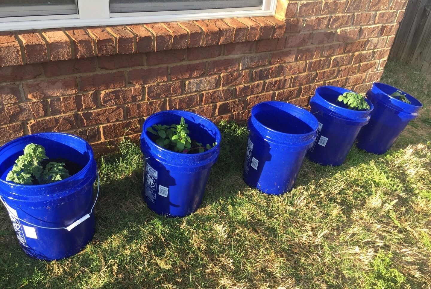 container garden