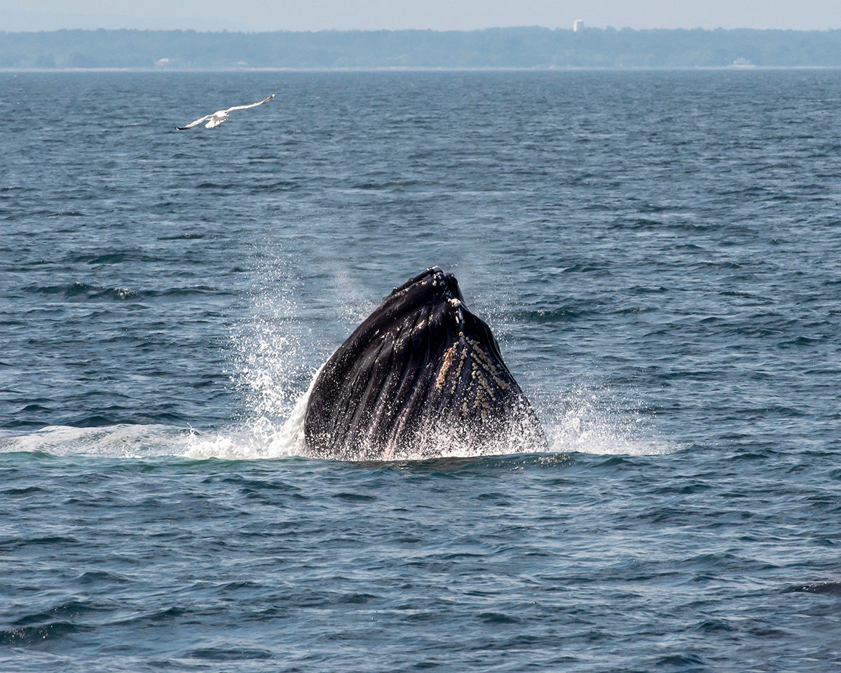 whale breaching surface of water