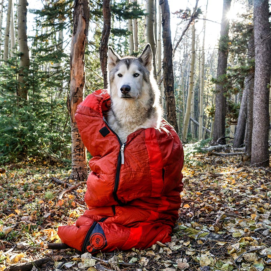 Outside the Lens: Loki the Wolfdog | GoWorx