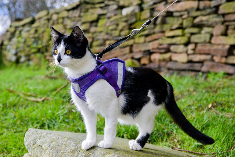 cat outdoors on leash and harness