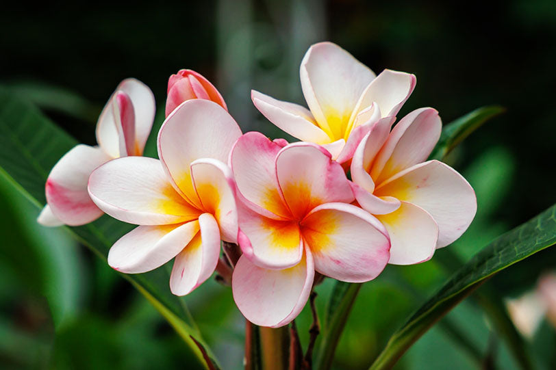 closeup of plumeria flower