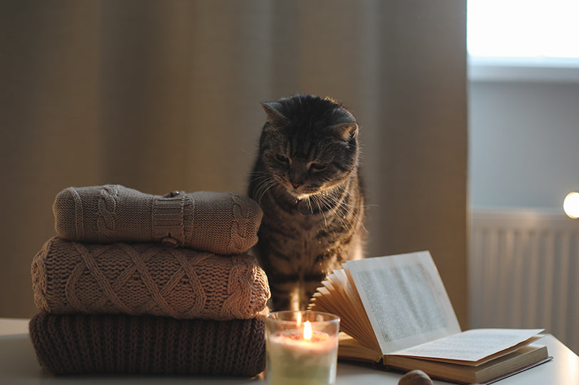 a cat in a cozy home next to a candle