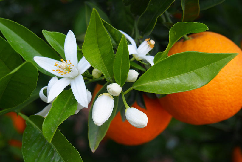 oranges with blossoms in tree