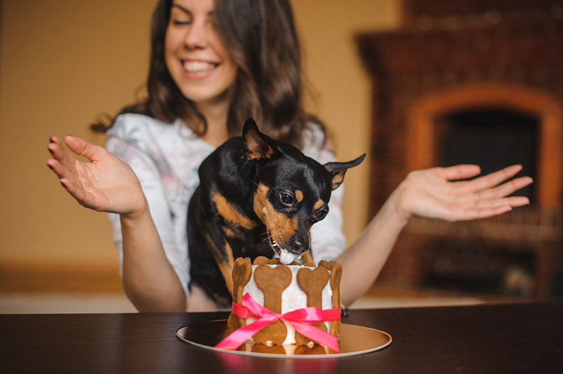 small dog eats bone cake