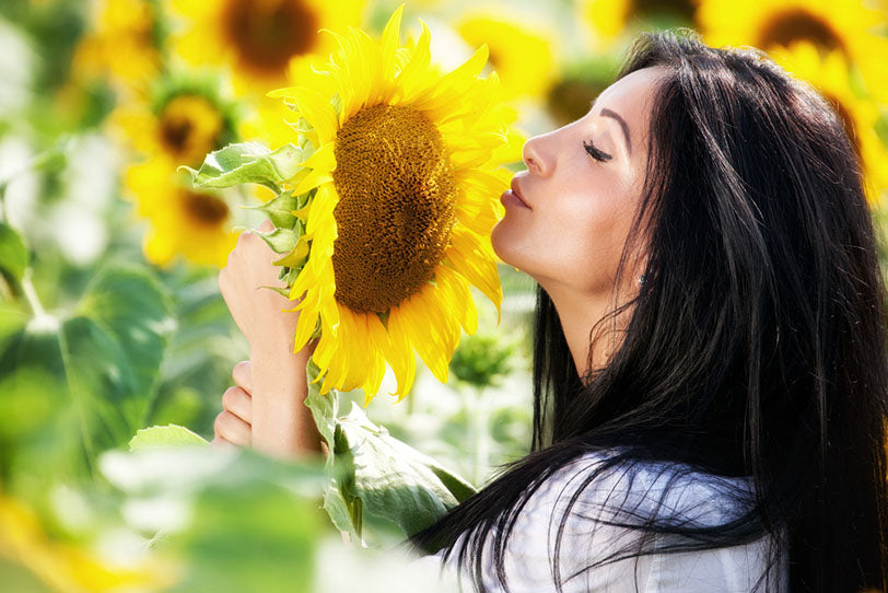 smelling large sunflower bloom