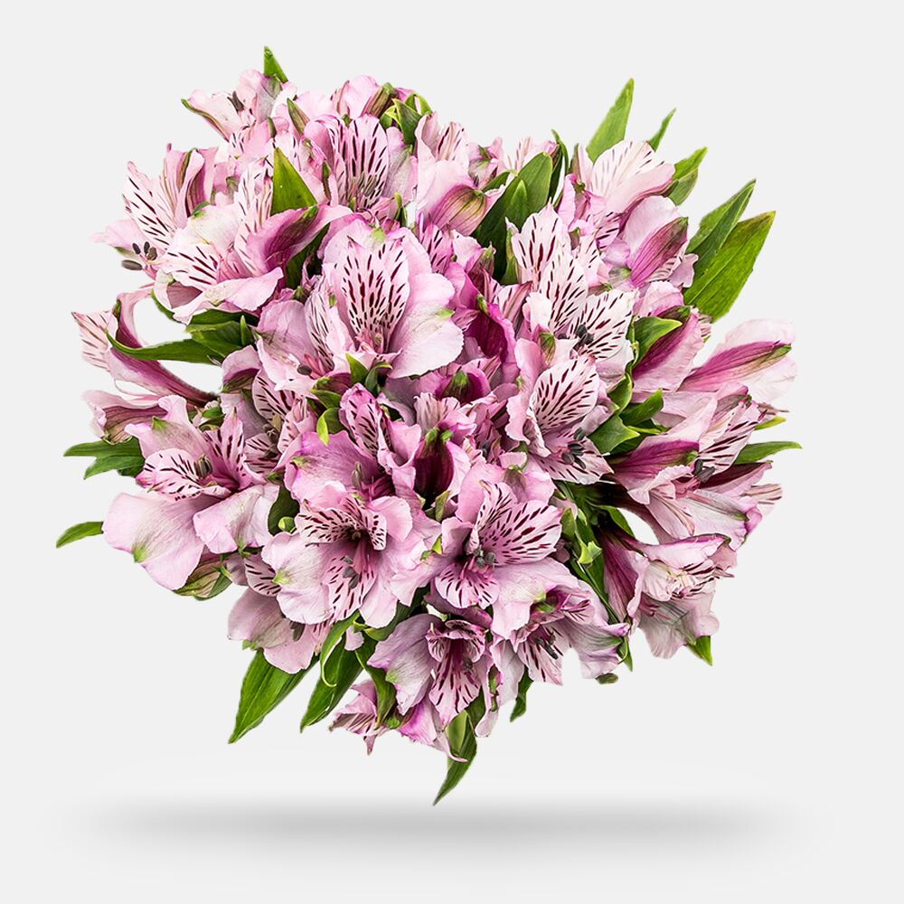 Alstroemeria - Grade: Fancy – FloralTab