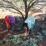 Aboriginal people collecting honey ants