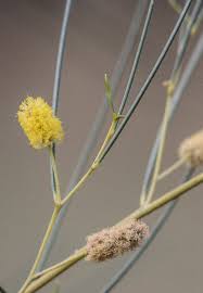 Leaves of Antywerleny, a type of bush medicine