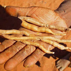 Bleistift-Yamswurzeln in der Hand des Utopia-Aborigine-Künstlers