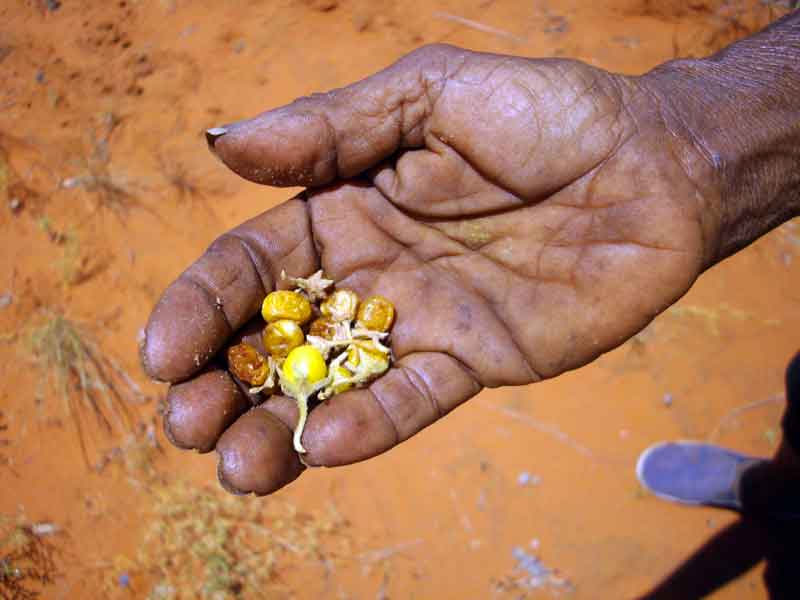 Small yellow bush tomatoes in hand