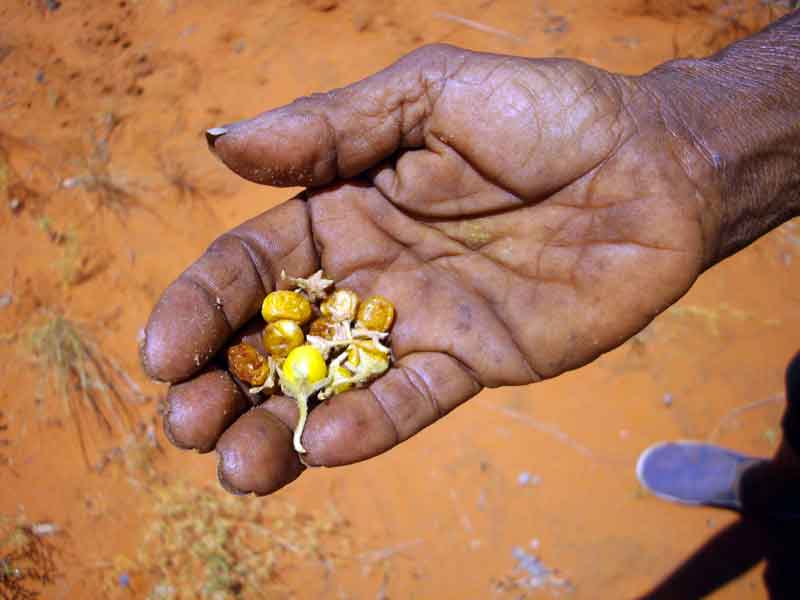 Kleine gelbe Buschtomaten in der Hand