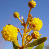 Ilyarnayt Flower close up