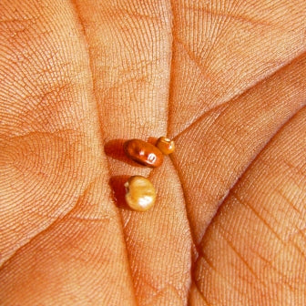 Tiny seeds in palm of hand called Kame, seed of the pencil yam
