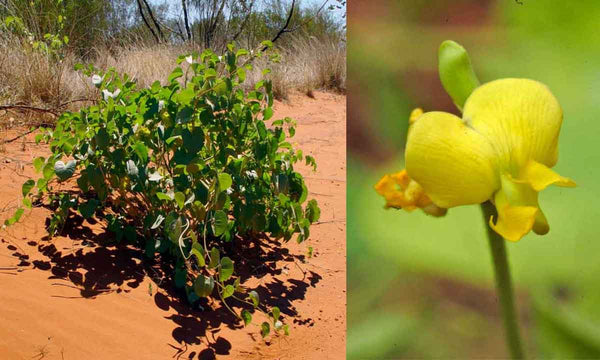 Bleistift Yamswurzel gelbe Blume und nachlaufendes Kraut