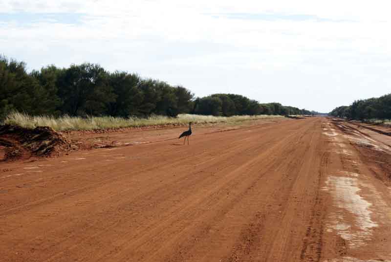 Wild turkey crossing highway in Utopia Central Australia