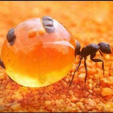 Honey Ants