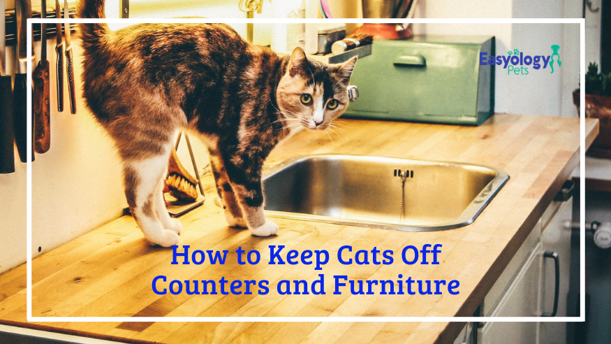 How To Keep Cats Off Counters And Furniture