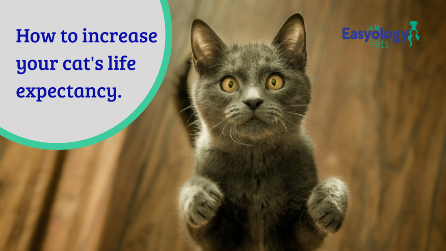 life expectancy for house cats
