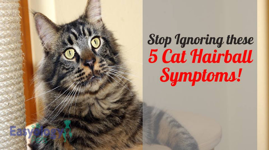 Stop Ignoring These 5 Cat Hairball Symptoms Right Now