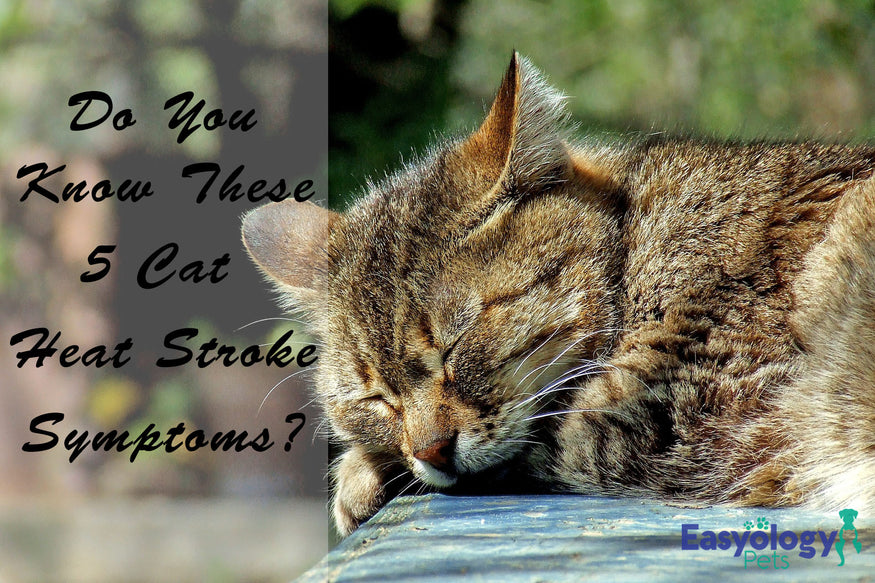 If You Don't Know These Cat Heat Stroke Symptoms, You'll ...