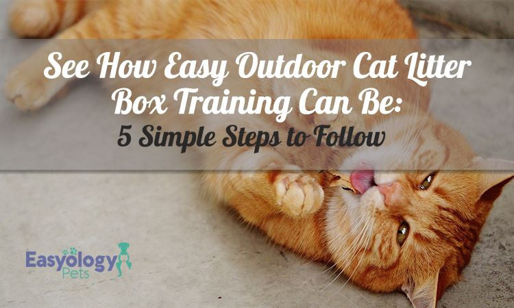 See How Easy Outdoor Cat Litter Box Training Can Be 5 Simple Steps To