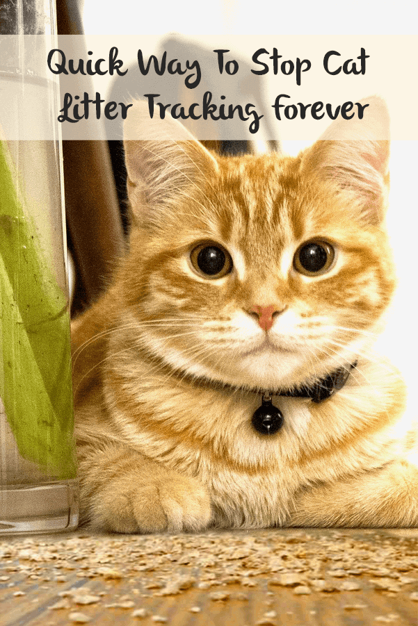 How To Make My Cat Stop Meowing So Much How To Make My Cat Stop Meowing So Much