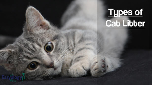 Warning Don T Buy Cat Litter Without Reading This