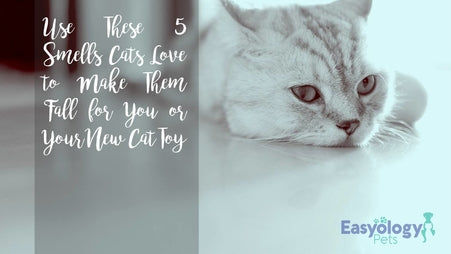 Use These 5 Smells Cats Love to Make 