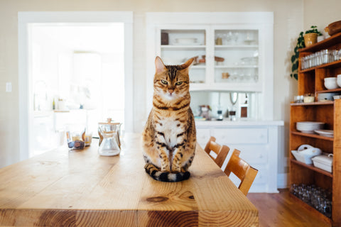 Cat sitting on table - Mainland Furniture