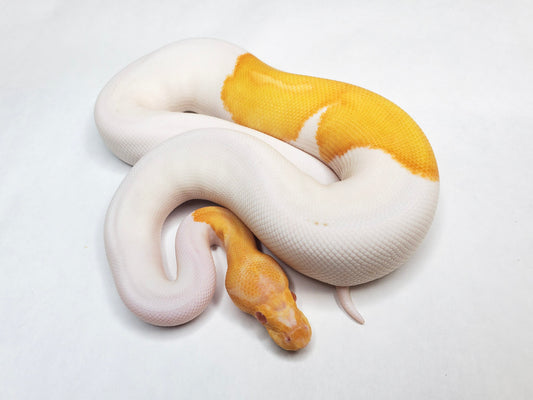 axanthic killer clown ball python