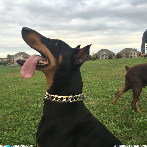 Need Designer Dog Collars? Get Today Luxury Doberman Leather Collar