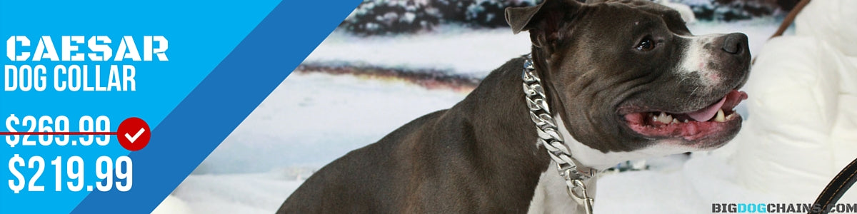 CHAÎNES POUR GRANDS CHIEN - Collier de créateur César