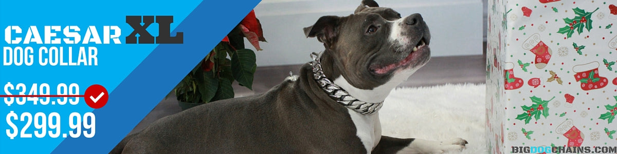 BIG DOG CHAINS - Caesar XL Large Dog Collar