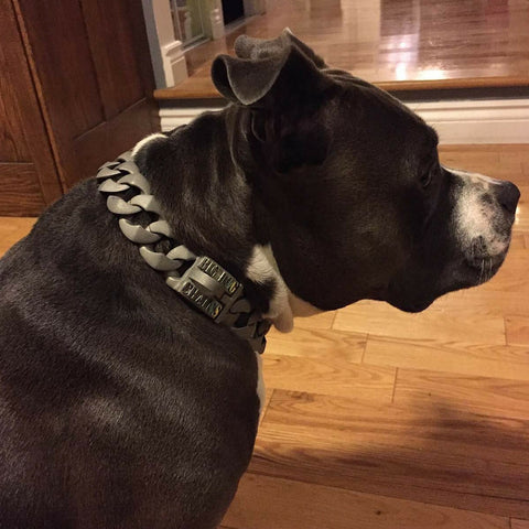 Commander Dog collar - BIG DOG CHAINS 2