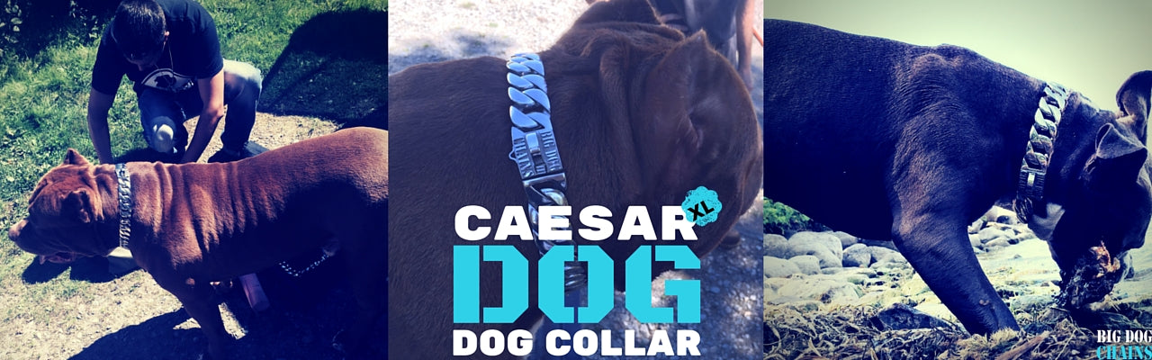 CADENAS PARA PERROS GRANDES | Collar de pitbull | César XL $349.99 | Collares American Bully Collares para perros de acero inoxidable