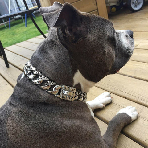 Dog Collar – BIG DOG CHAINS 