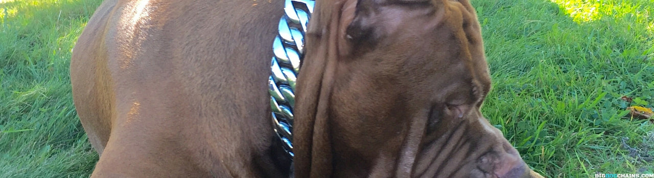 Collar para perros Caesat XL grande personalizado con eslabones cubanos - BIG DOG CHAINS