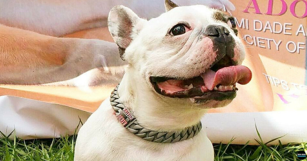 Collar de perro personalizado con acabado mate de enlace cubano para perros pequeños como bulldogs franceses - BIG DOG CHAINS