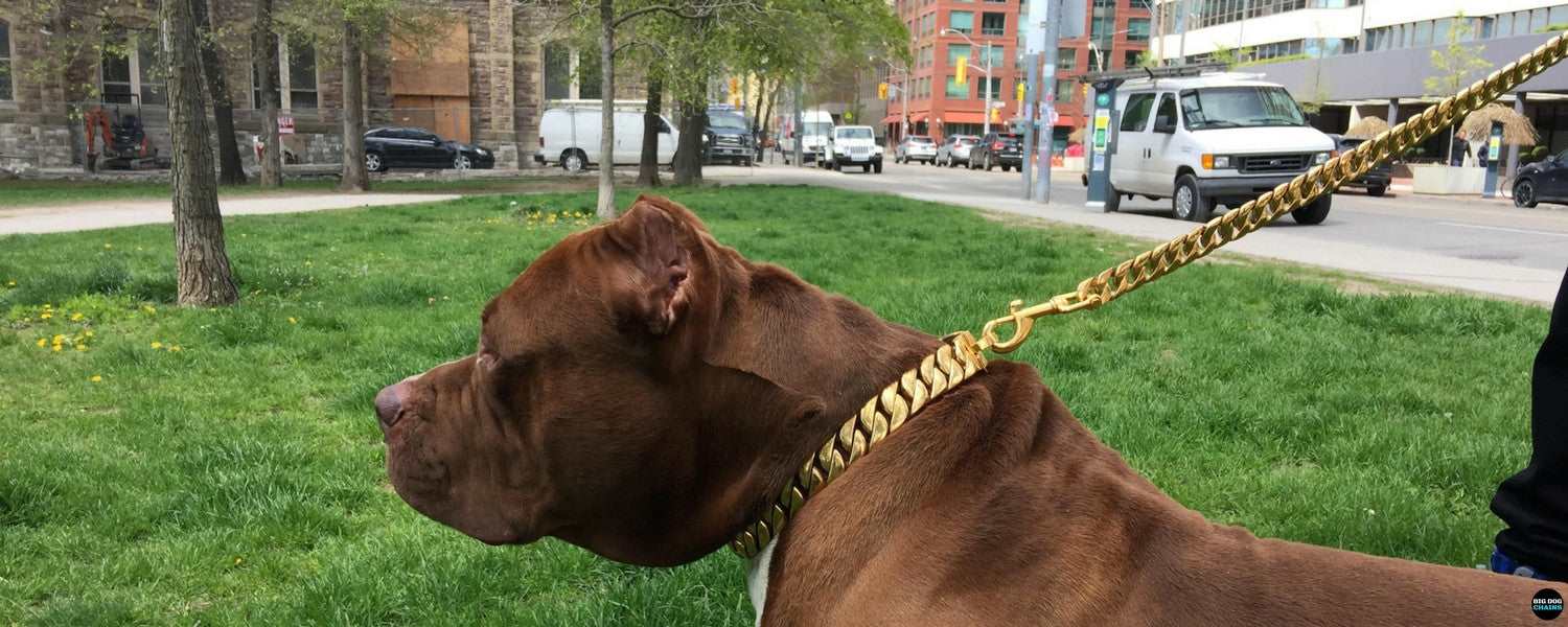 Laisse à maillons cubains dorée pour grands chiens Pit Bulls XL Bullies Laisses et colliers en or uniques pour bouledogues anglais Dogo Angentino Laisses - BIG DOG CHAINS